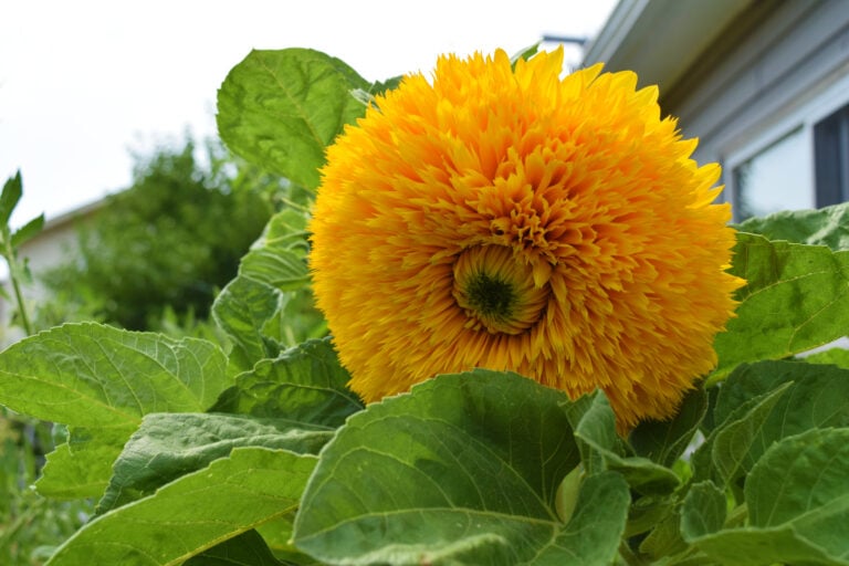 Giant sungold