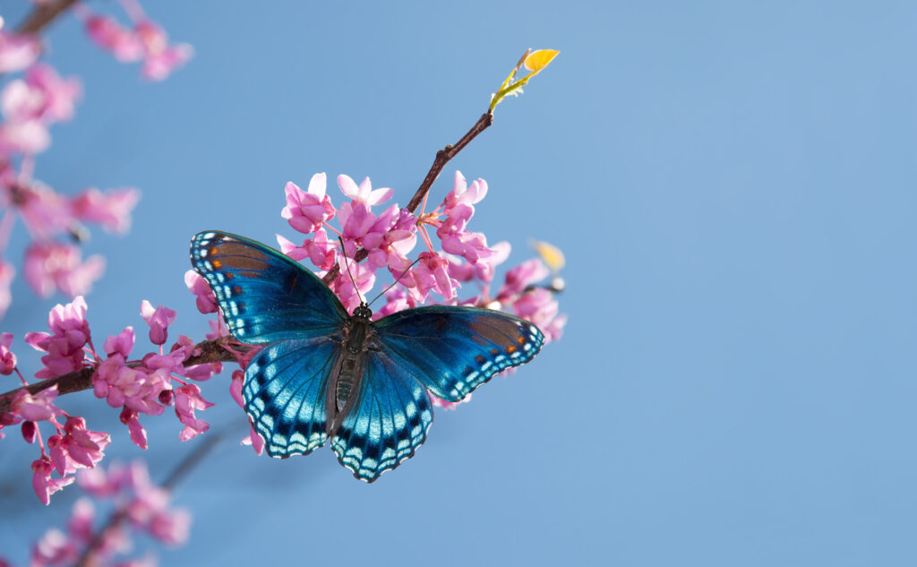 Red Spotted Purple Admiral butterfly 