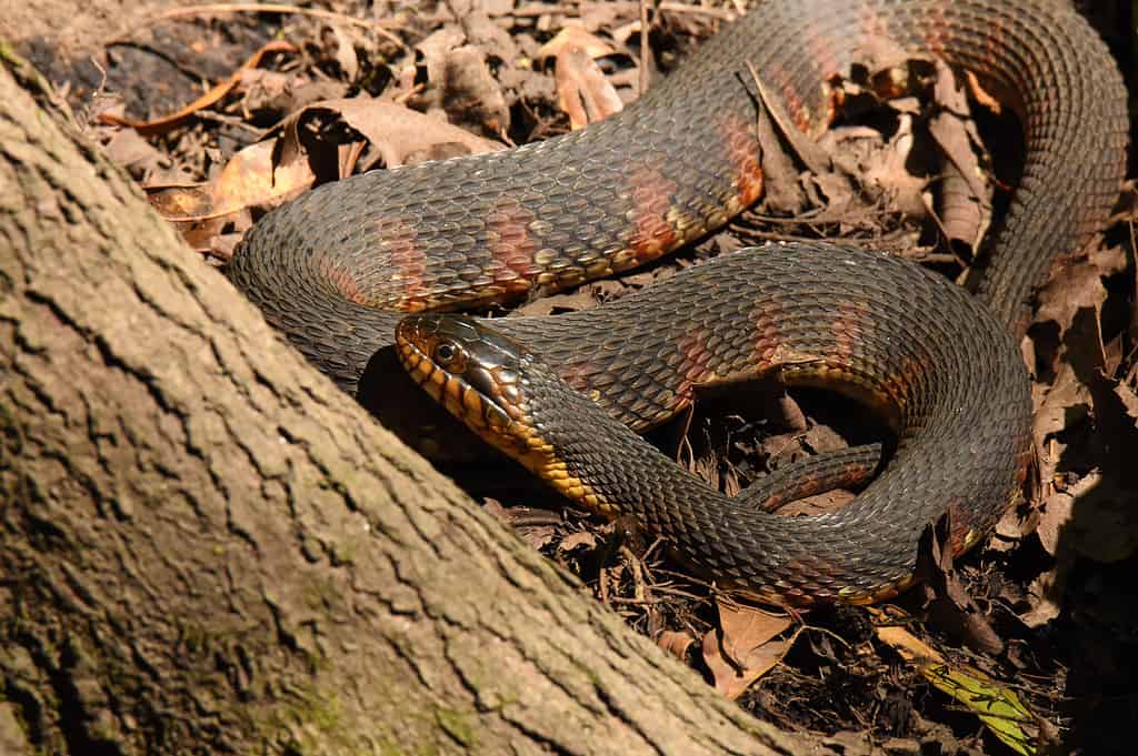 Nerodia fasciata, banded watersnake