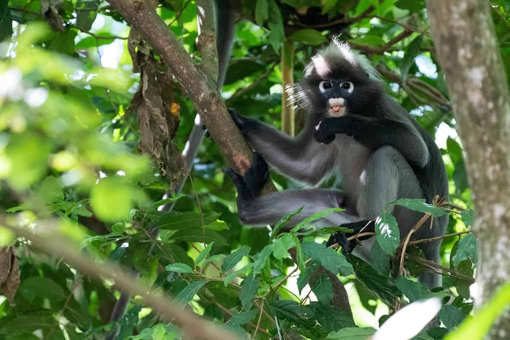 Dusky leaf monkey (also called spectacled langur) in a tree in Malacca, Malaysia.