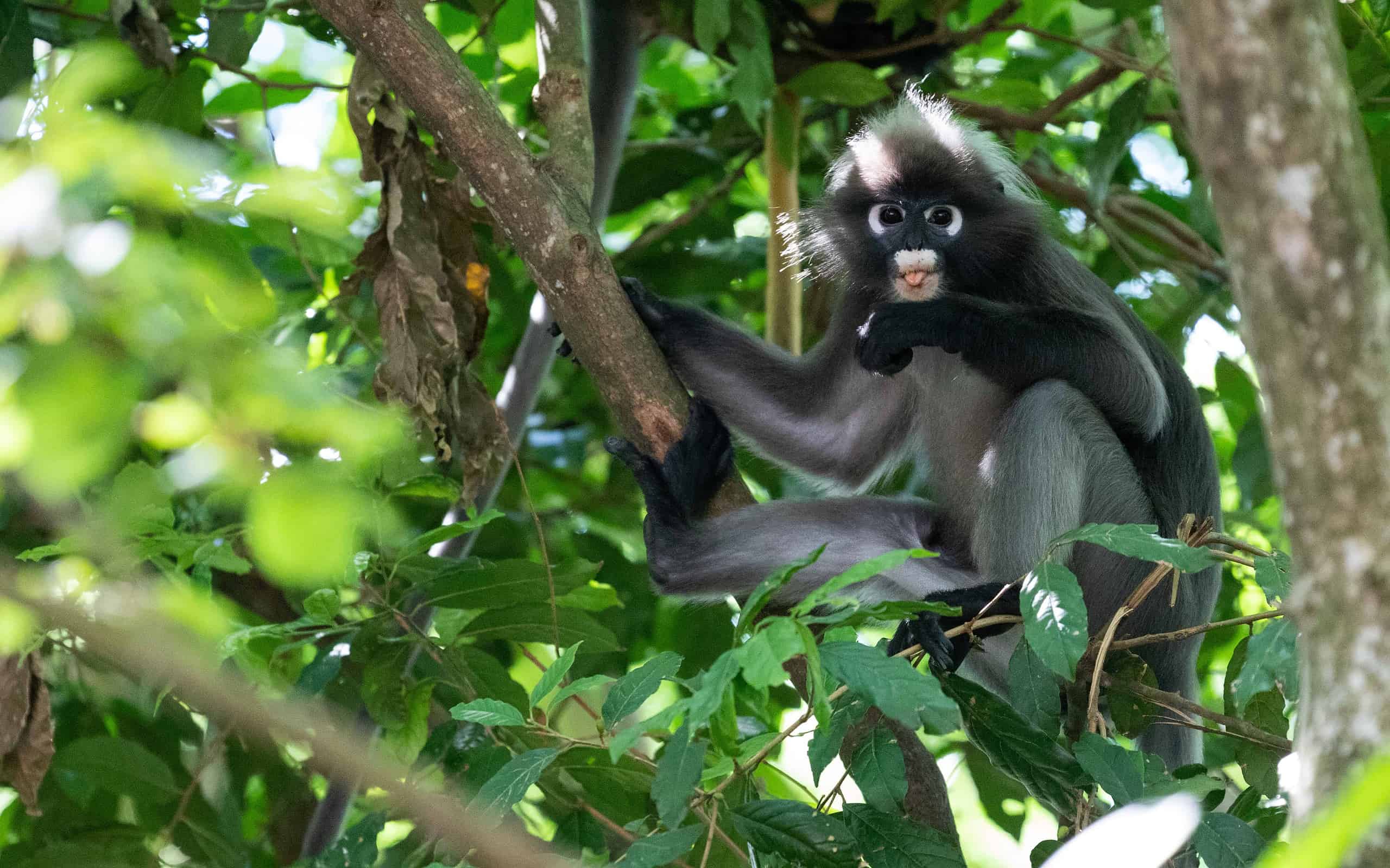Dusky leaf monkey (also called spectacled langur) in a tree in Malacca, Malaysia.