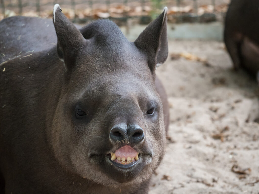 Tapir center from facing the camera. The tapir appears to be smiling with its teeth showing.