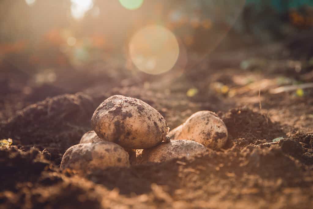 Fresh potatoes lie in hole bed mud. 