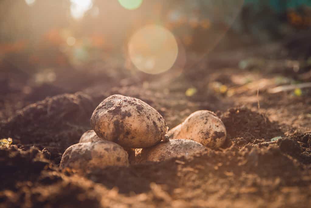 Fresh potatoes lie in hole bed mud. Shine of sun.