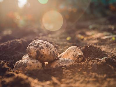 A Growing Potatoes In Texas: Ideal Timing + 7 Important Tips