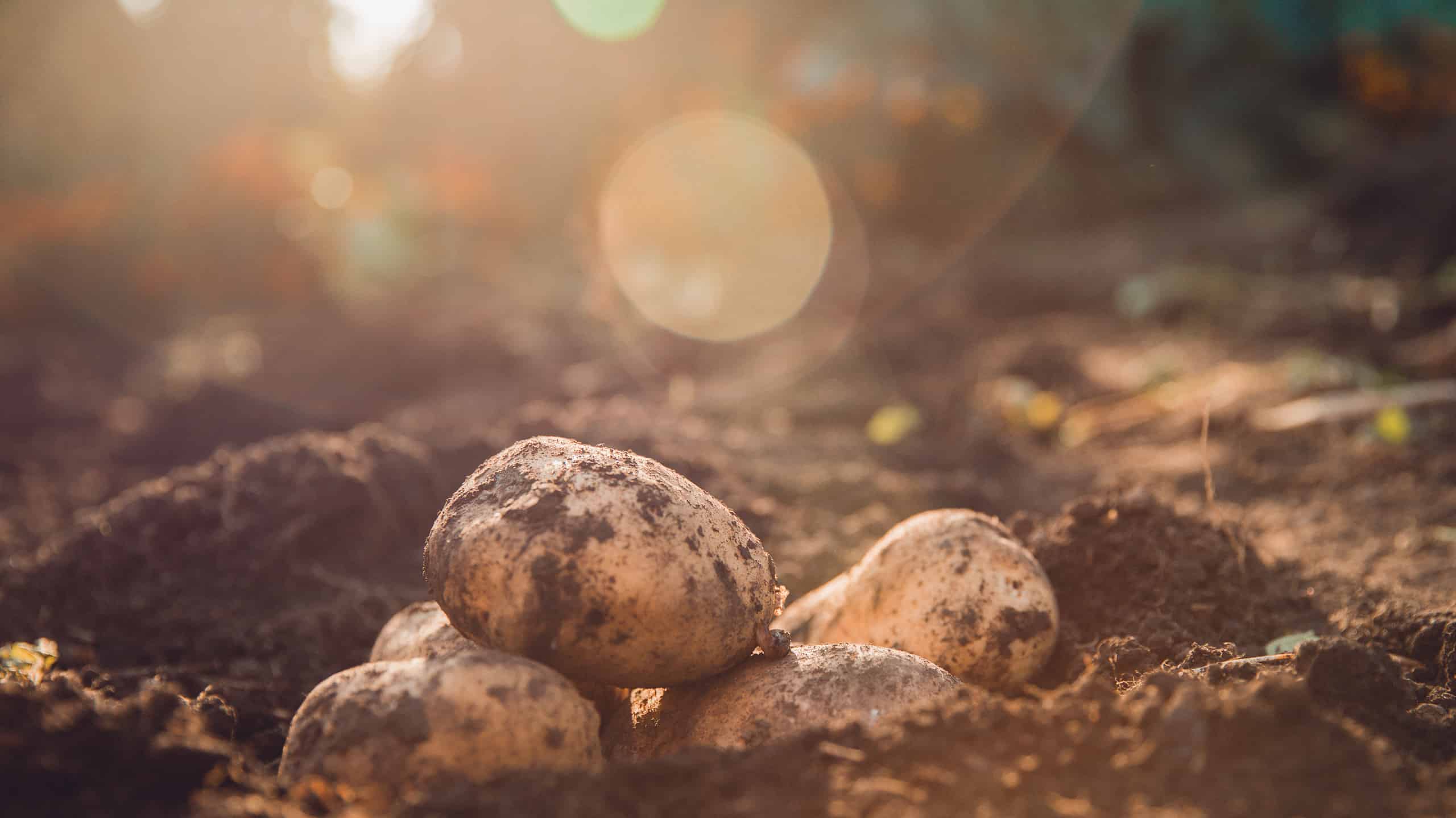 Fresh potatoes lie in hole bed mud. Shine of sun.