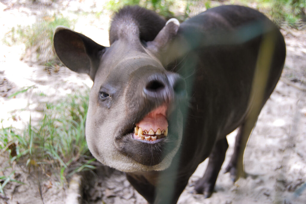 A photograph of a tapir center frame smiling at the camera. Its teeth need to be cleaned. 