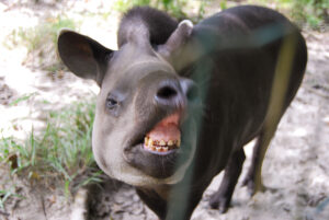 Tapir Teeth Picture
