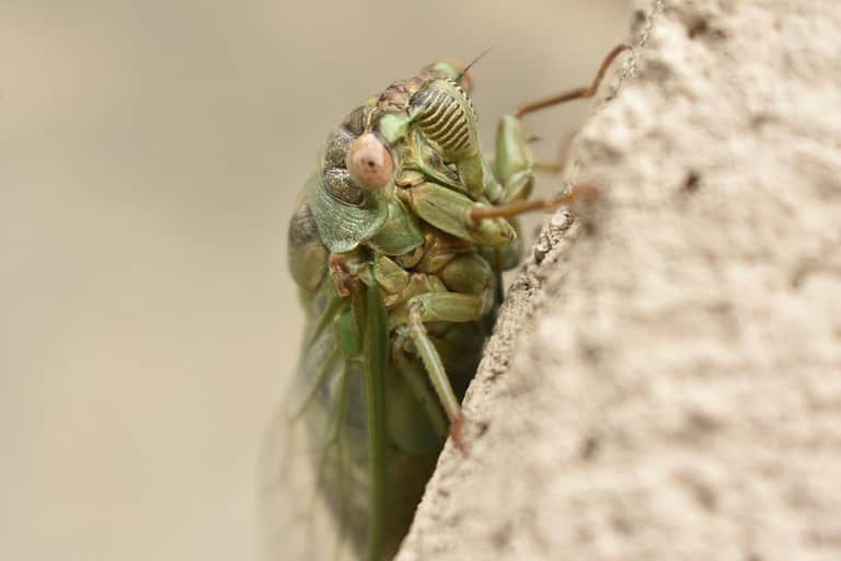 Northern Dusk-Singing Cicada (Megatibicen auletes) - Largest Cicadas in the World