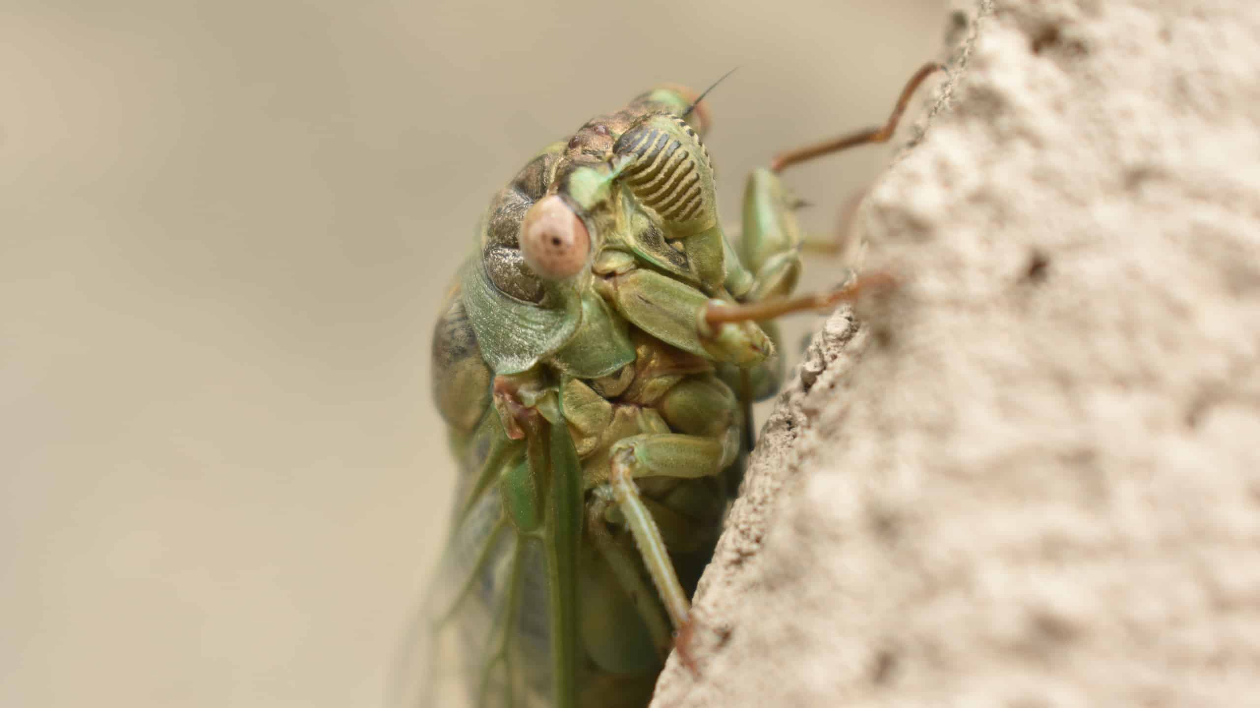 Northern Dusk-Singing Cicada (Megatibicen auletes) - Largest Cicadas in the World
