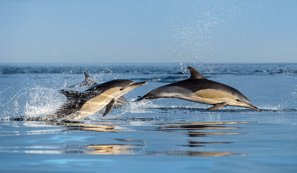 Dolphins in the ocean. Dolphins swim and jumping out of water. The Long-beaked common dolphin. Scientific name: Delphinus capensis. False Bay. South Africa.