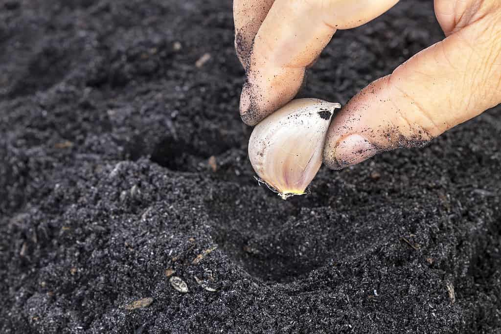 Old age woman hand planting seed garlic in potting soils for family garden