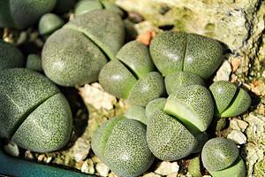 Types of Split Rock Succulents: 10 Eye-Catching Varieties Picture