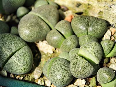 A Types of Split Rock Succulents: 10 Eye-Catching Varieties