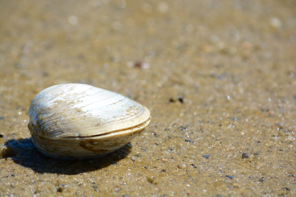 quahog clam