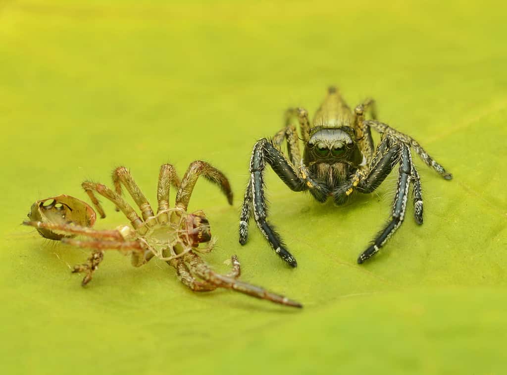 Hyllus lacertosus spider molting. The spider is in the right half of the frame . Iy is mostly black except for its abdomen which appears to still be transparent from the recent molt. The spider's previous exoskeleton is to its left. On a chartreuse background.