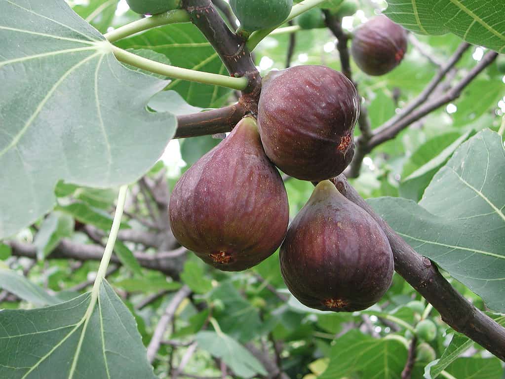 A closeup of the fruits of Ficus carica or the common fig tree.