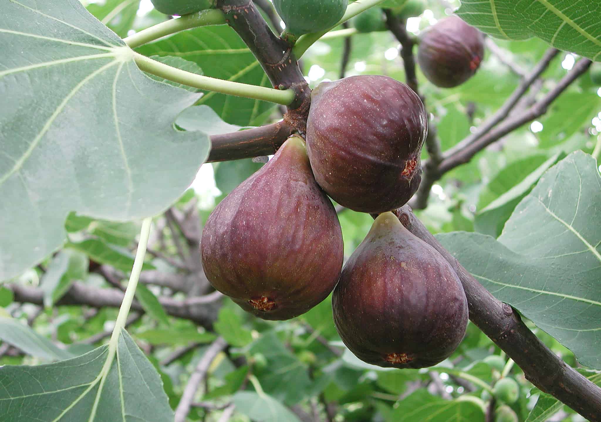 How To Grow A Fig Tree Your Complete Guide AZ Animals