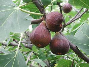 Discover When Figs Are in Peak Season Across the U.S. Picture