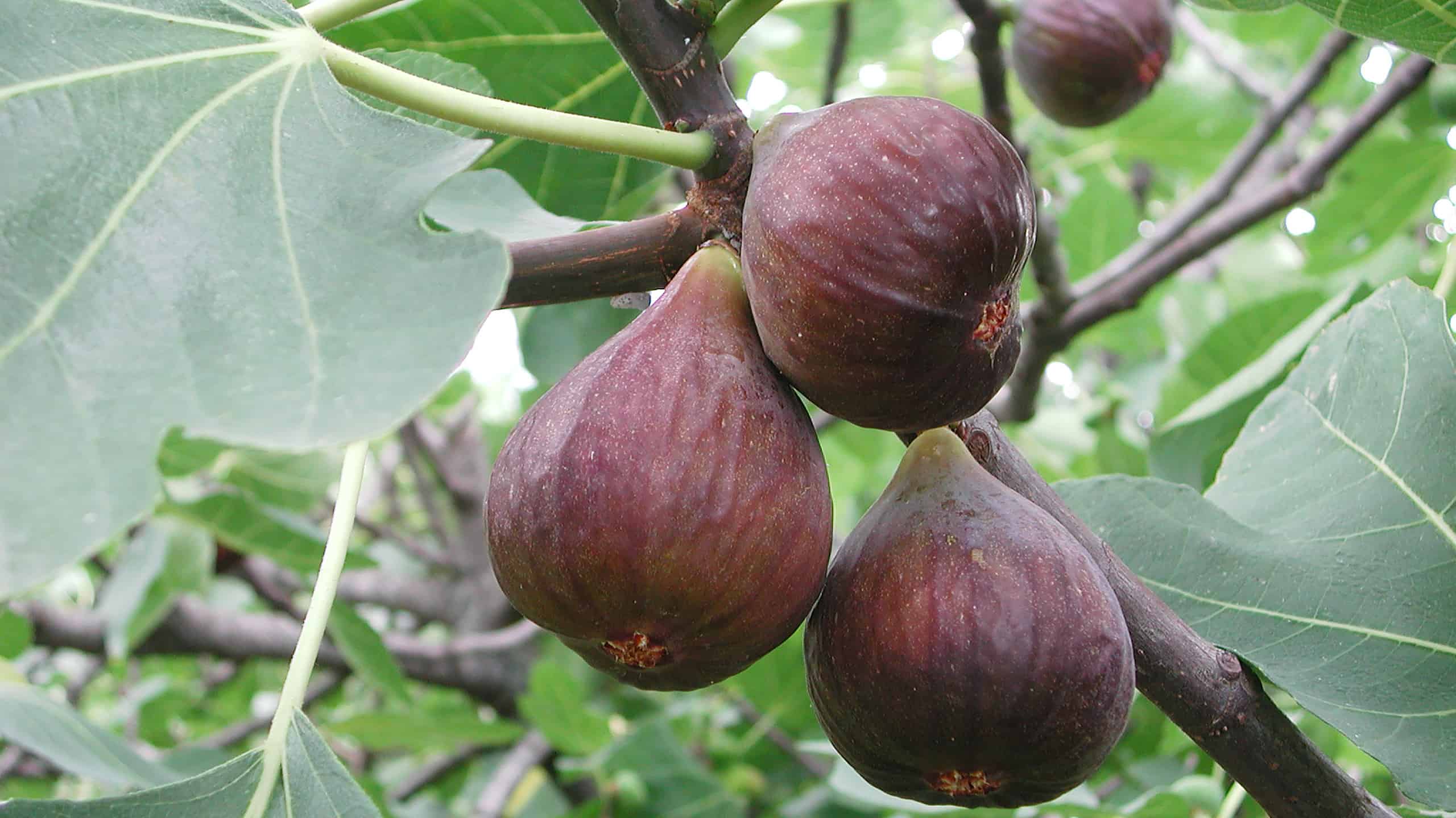 A closeup of the fruits of Ficus carica or the common fig tree.