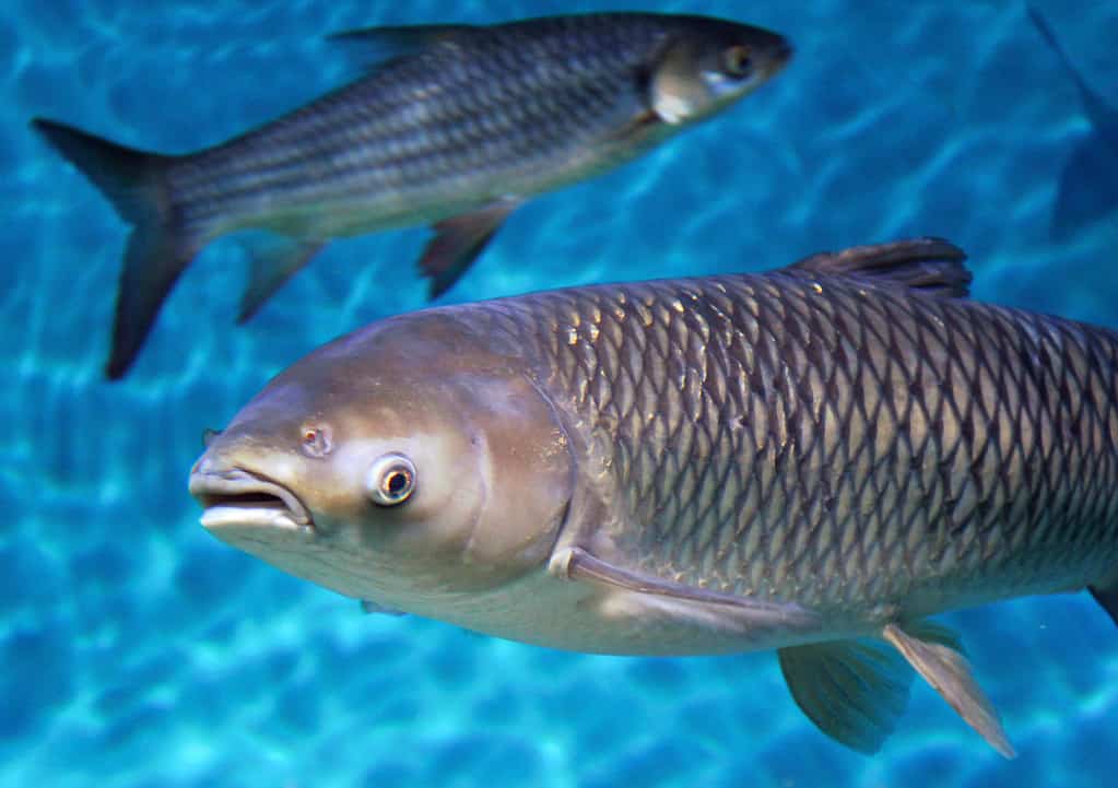 Carp Fish Facts - A-Z Animals