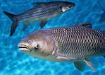 Bighead carp (Hypophthalmichthys nobilis) is an invasive species in some U.S. areas.