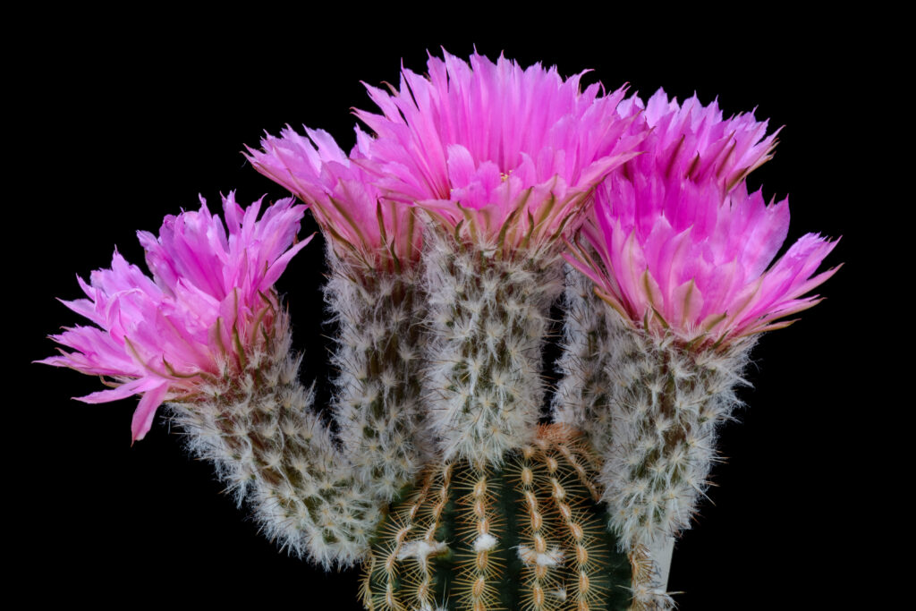 Cactus Echinocereus reichenbachii
