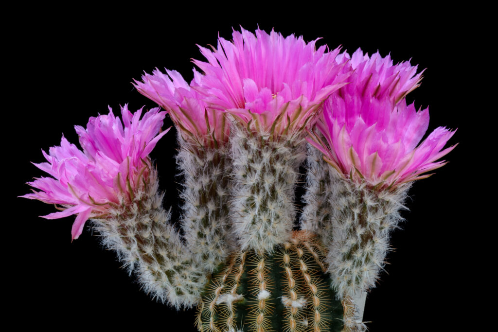 Suisse: la prolifération de certains types de cactus inquiète