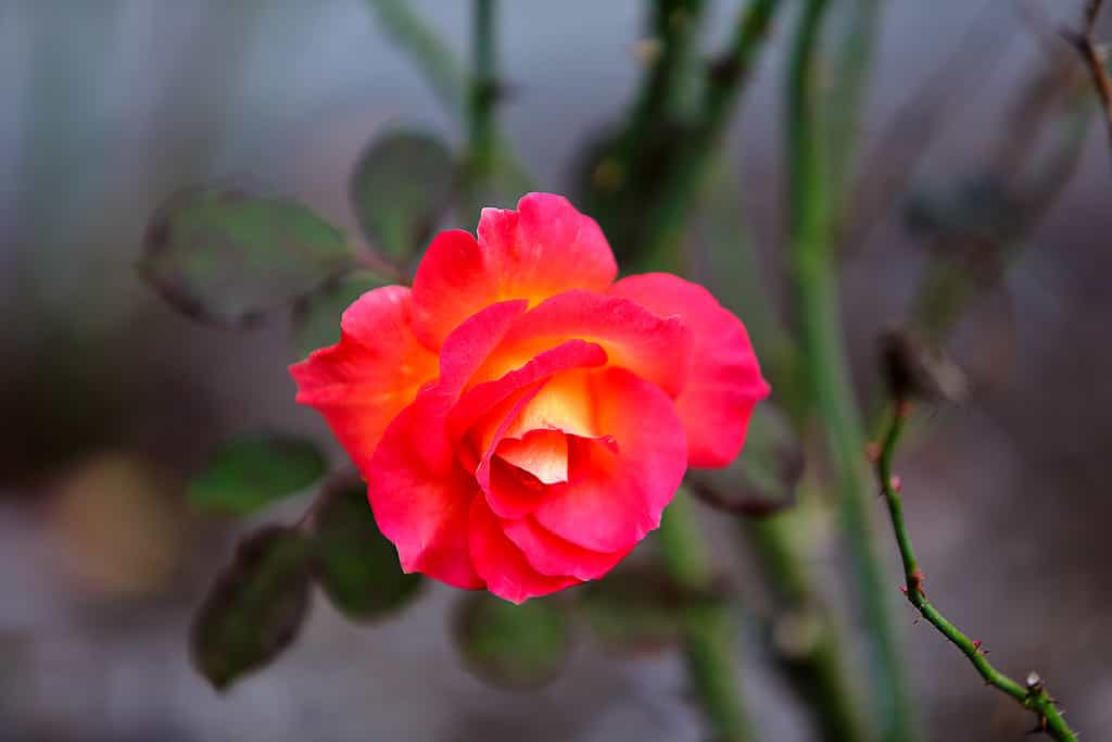 A closeup of the fiery red-yellow petals of the Mardi Gras Floribunda Rose.
