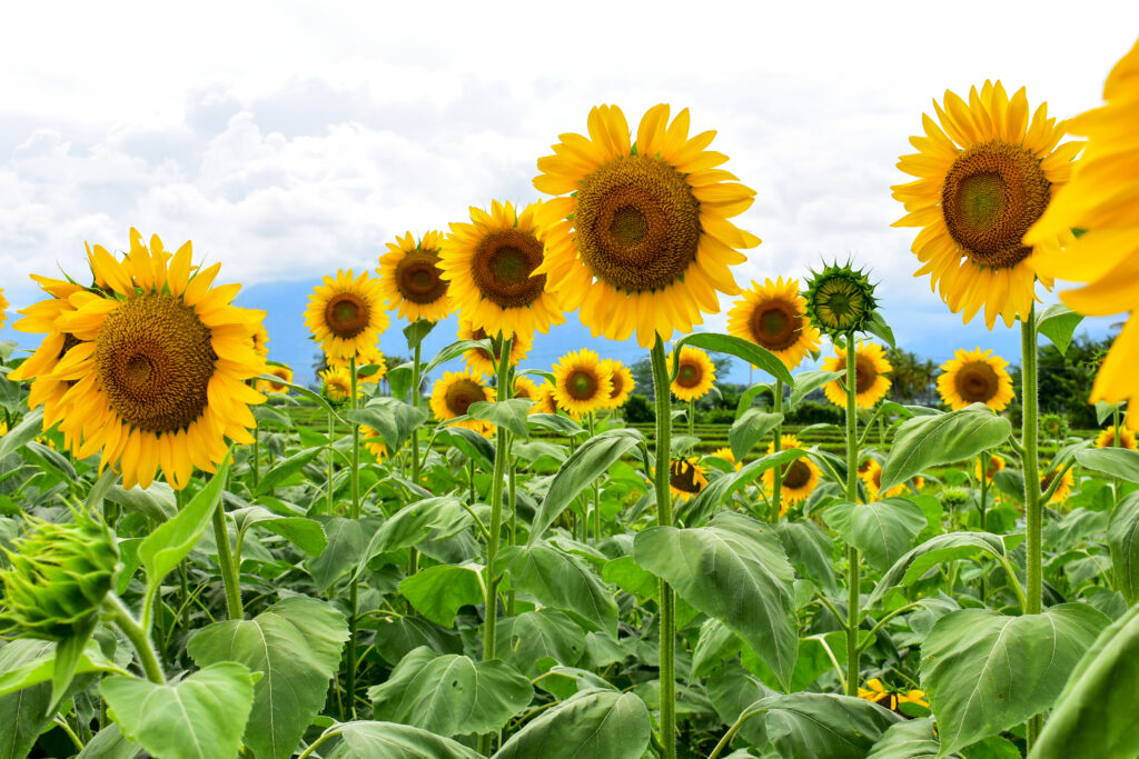Russian mammoth sunflowers in a field