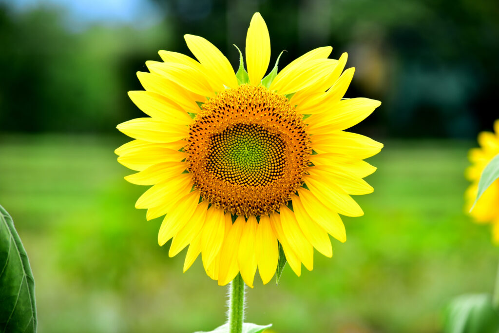 American giant sunflower