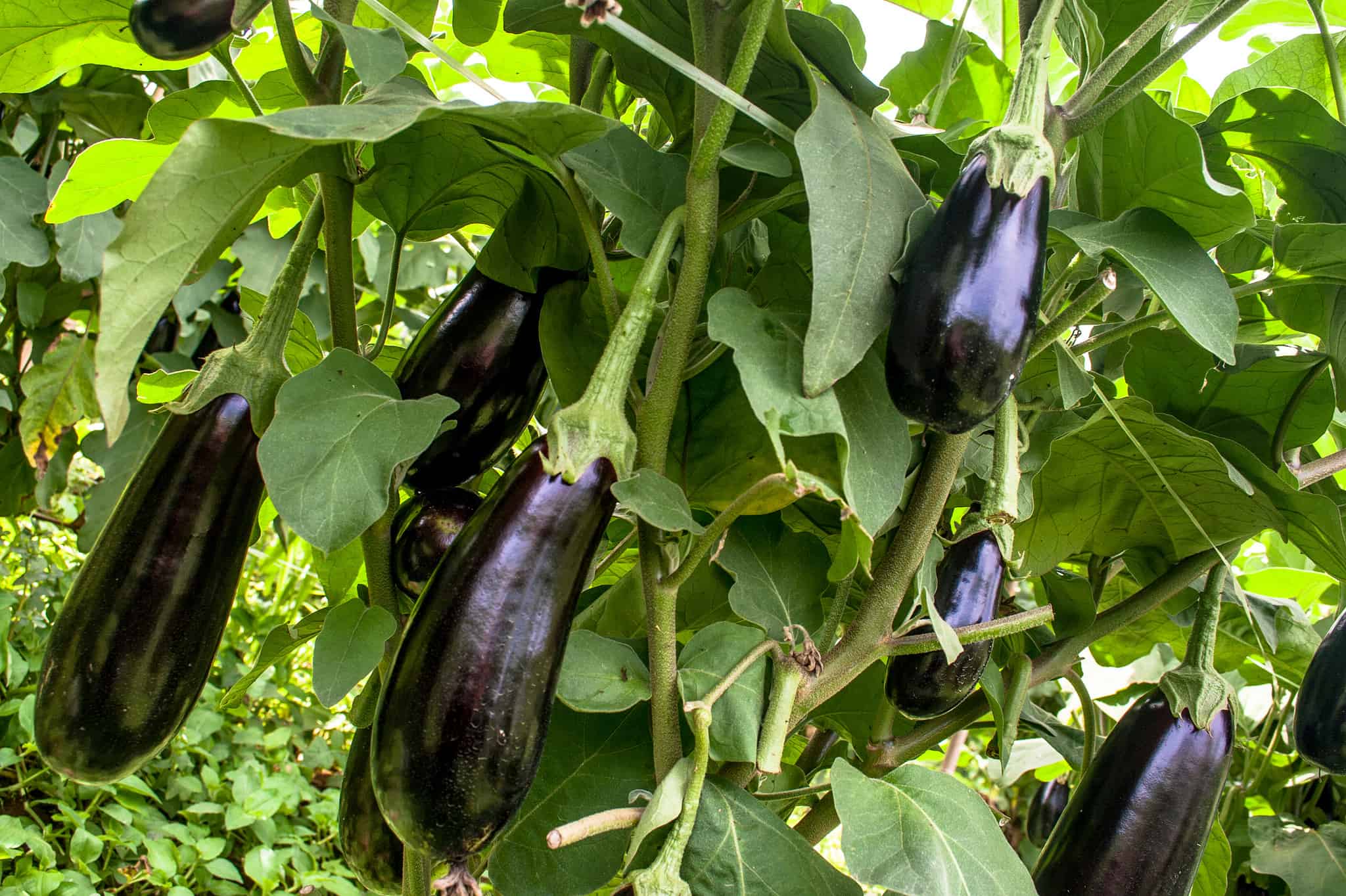 Eggplant Insertion