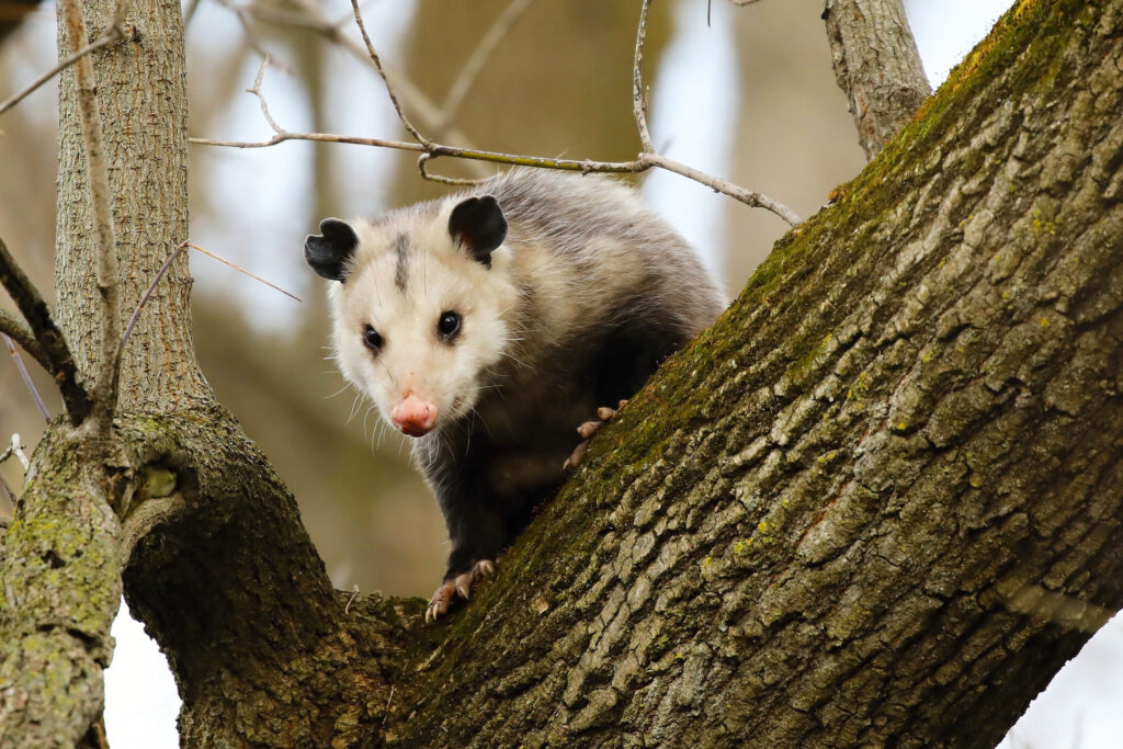 A Virginia Opossum perched atop a tree branch.