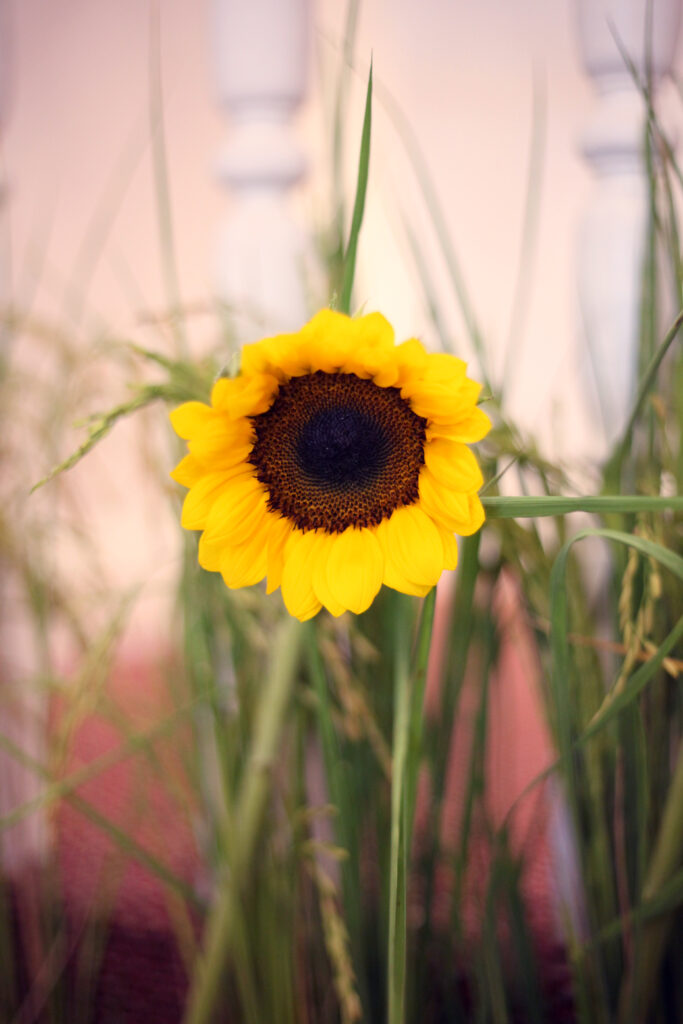 Junior sunflower
