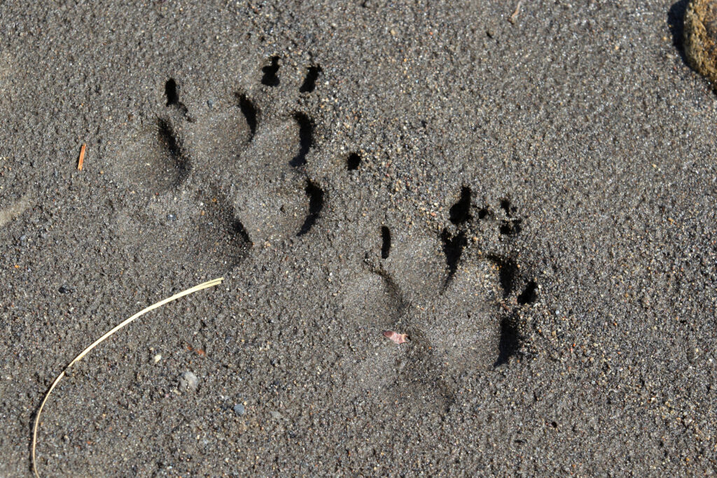 Gray wolf track in the mud