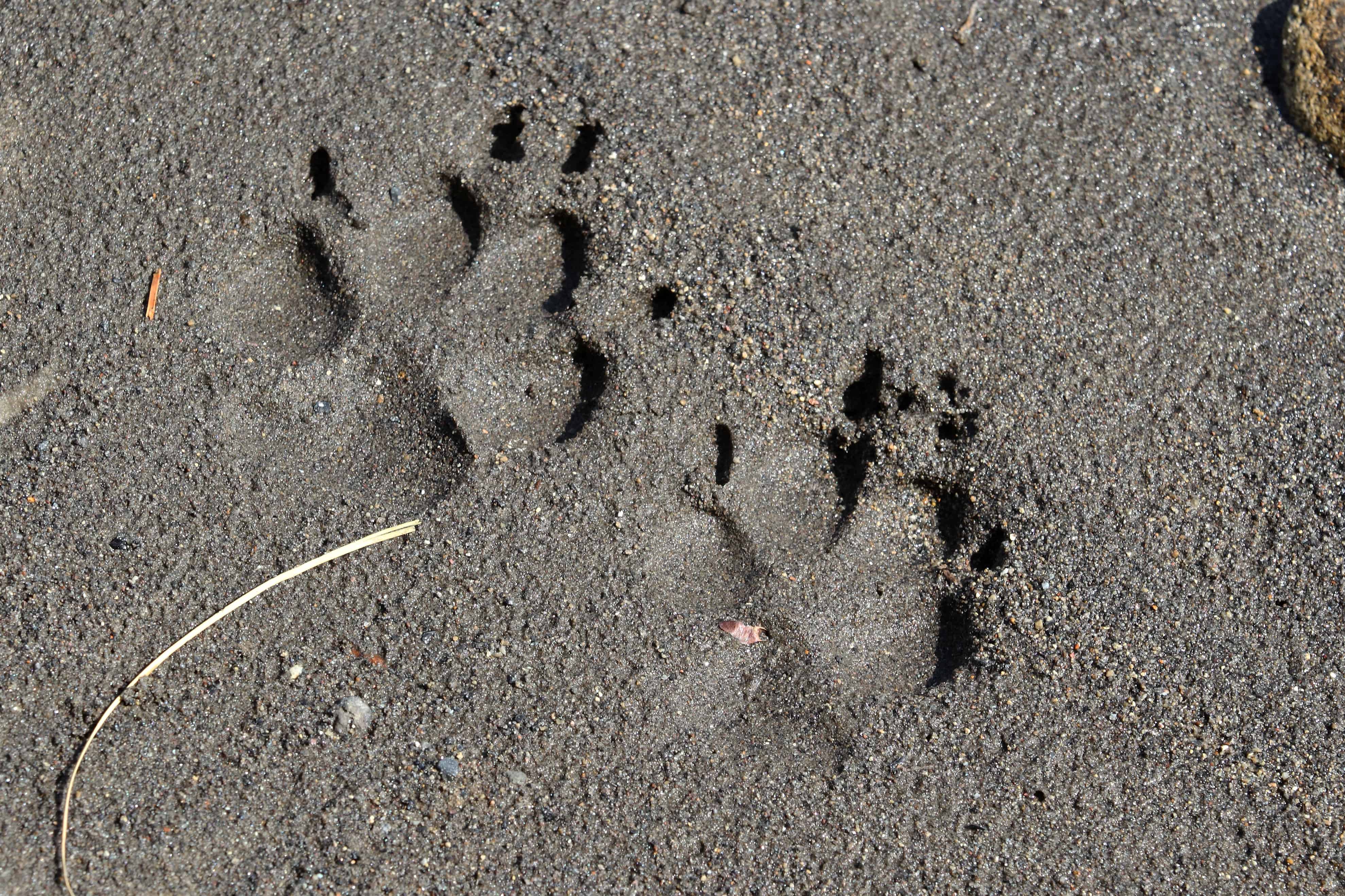 Wolf Tracks: Identification Guide for Snow, Mud, and More - A-Z Animals