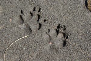Wolf Tracks: Identification Guide for Snow, Mud, and More Picture