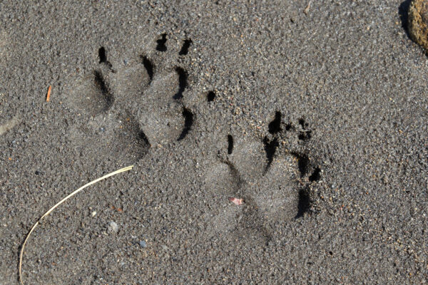 Wolf Tracks: Identification Guide For Snow, Mud, And More - A-z Animals