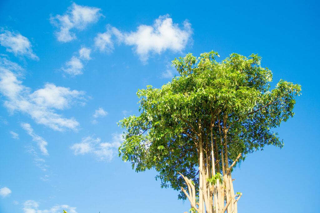 Alstonia scholaris - Milkwood Pine - Trees Native to Vietnam