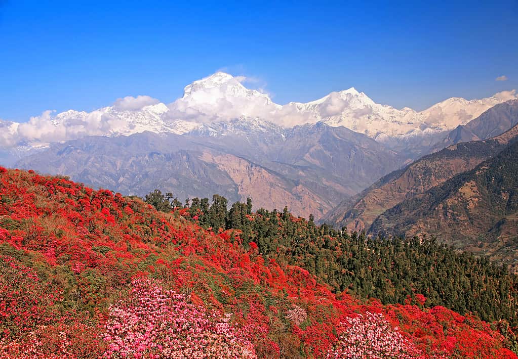 Blooming rhododendron grove on the background of the snow Dhaulagiri peak (8167 m). Himalayas, Nepal.