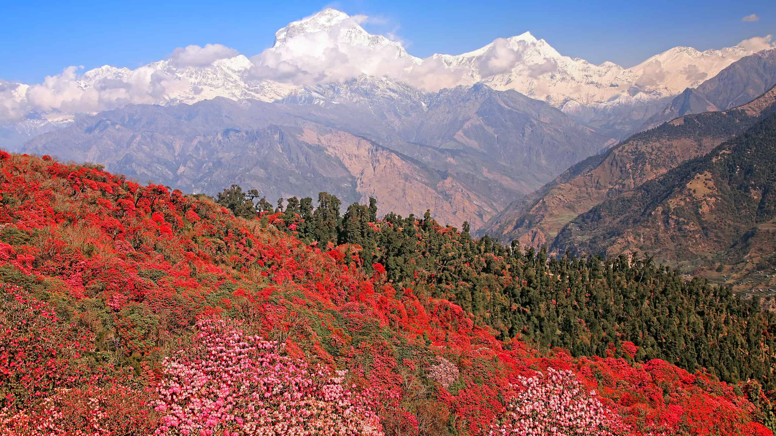 Blooming rhododendron grove on the background of the snow Dhaulagiri peak (8167 m). Himalayas, Nepal.