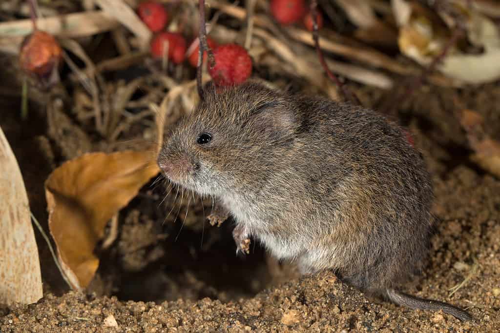 Eastern Meadow Mouse, Field Mouse, or Microtus pennsylvanicus - Rodents in Indiana