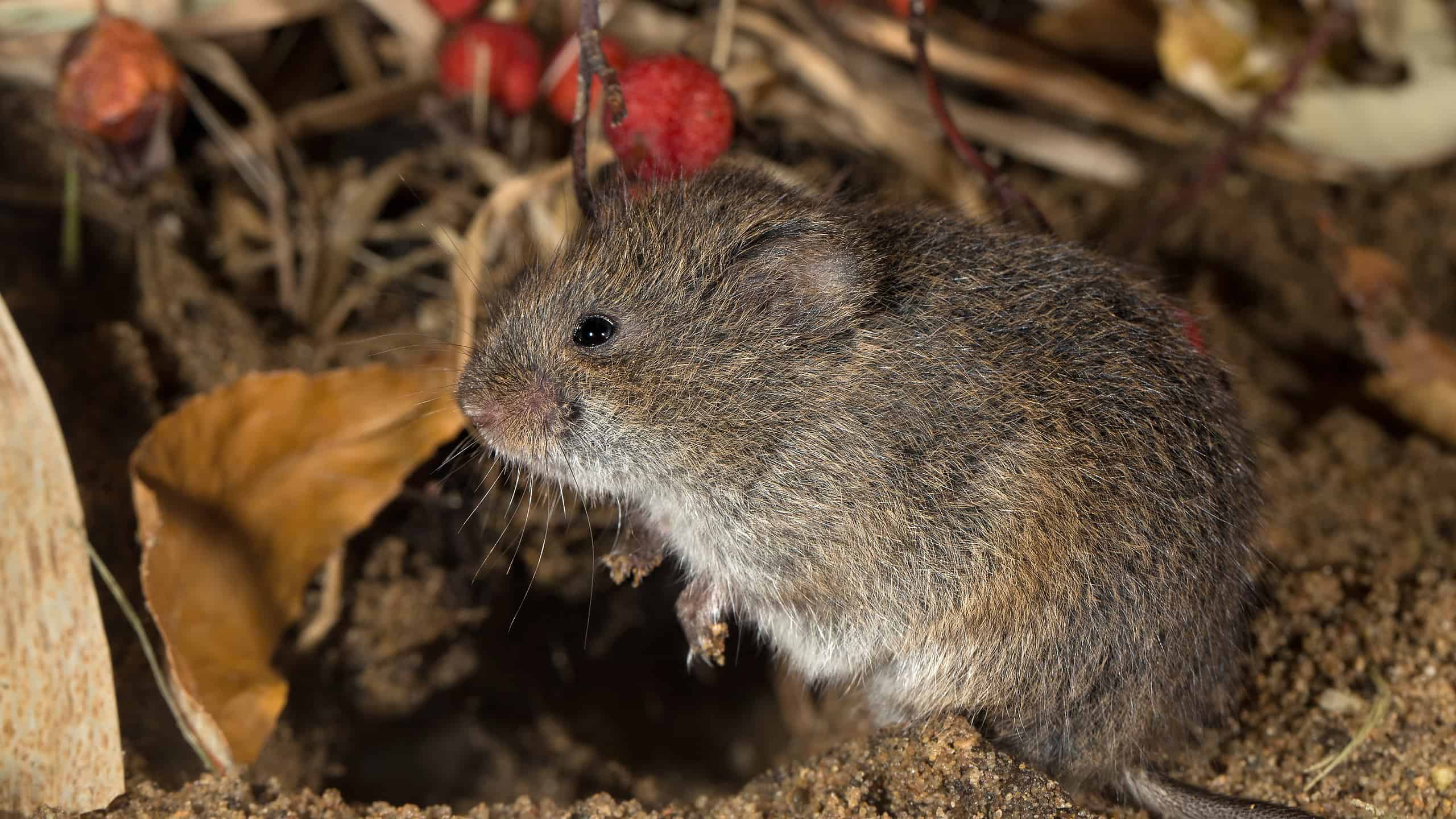 Eastern Meadow Mouse, Field Mouse, or Microtus pennsylvanicus - Rodents in Indiana