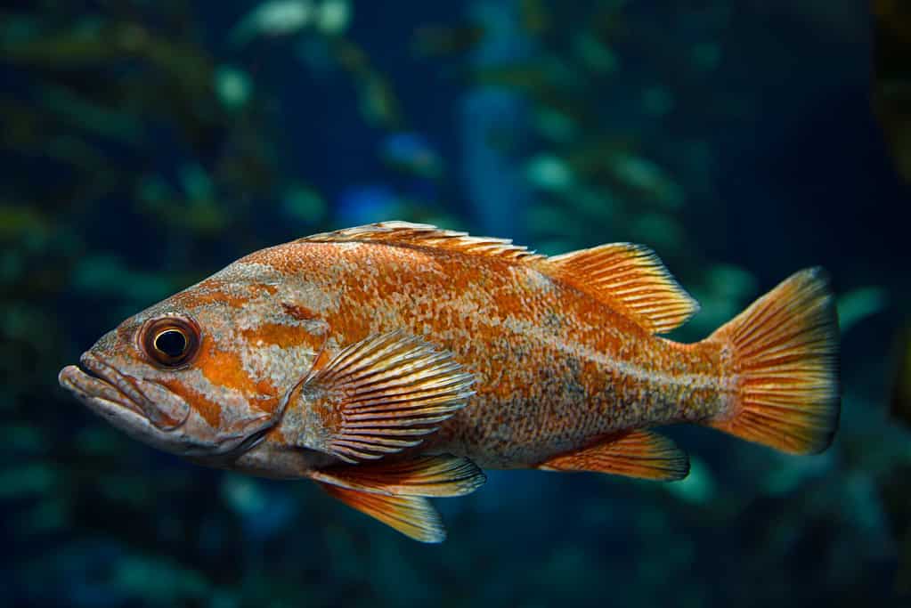 Rockfish Fish Facts - A-Z Animals