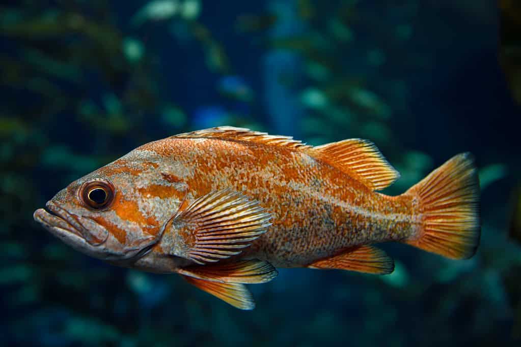 Ocean Perch Fish Facts Sebastes alutus A Z Animals