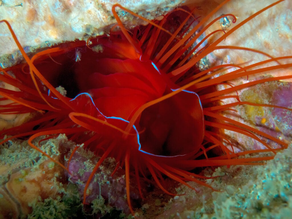 Disco Clam (Ctenoides ales) 1
