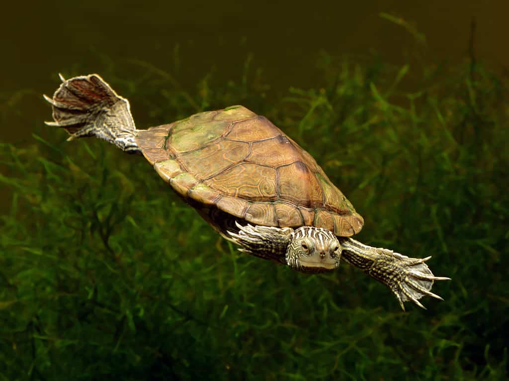 Aquatic freshwater turtle known as Common Map turtle and also Northern Map turtle (Grapyemys) swimming underwater closeup.