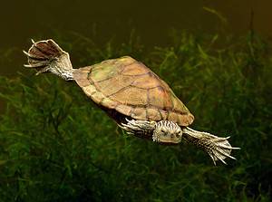 Discover Why Turtles and Tortoises Can Live So Long Picture