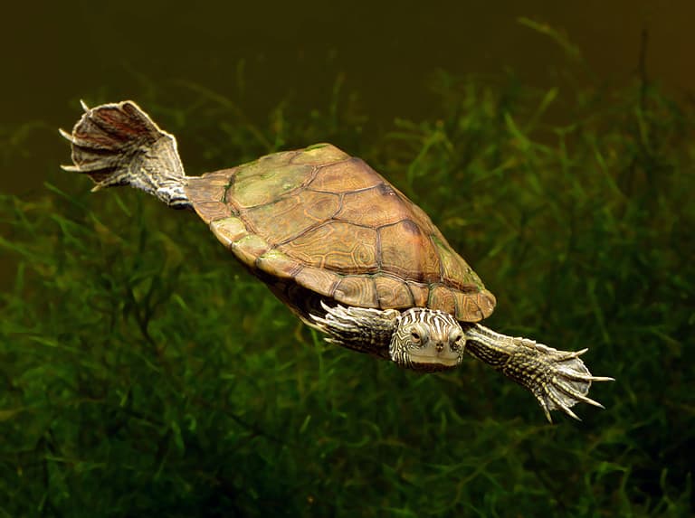 Aquatic freshwater turtle known as Common Map turtle and also Northern Map turtle (Grapyemys) swimming underwater closeup.