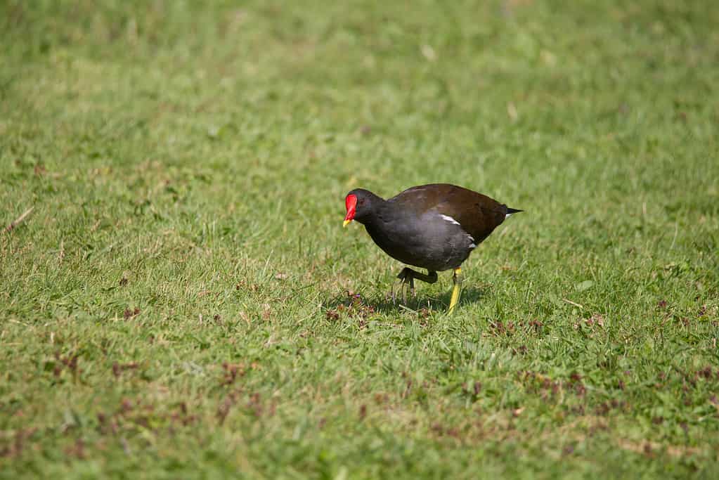 A Moorhen looking for food in the grass